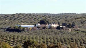 Cortijo de Suerte Alta-Olivenöl kaufen